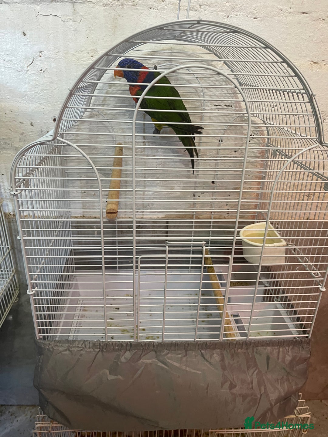 Lorikeets birds for sale: Rainbow lorikeet - Image 4