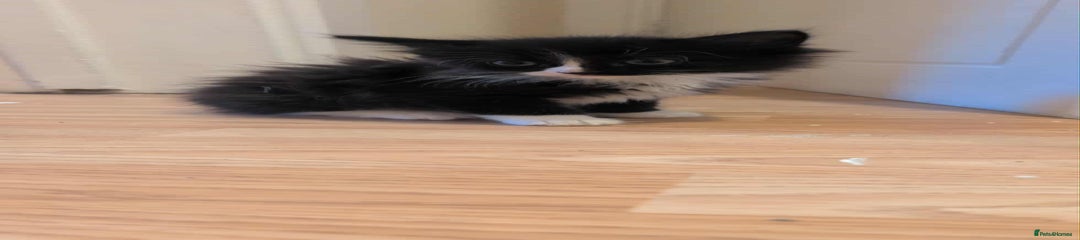 British Shorthair Kitten 2