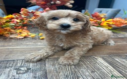 Cavachon dogs for sale: Ready Next week ❤️ - Image 7