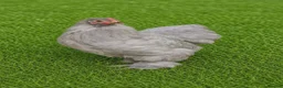 Chickens poultry for sale: POL HENS, CHICKS, QUAIL and DUCKS AVAILABLE  - Advert 9