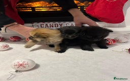 Pomeranian dogs for sale: POMERANIAN PUPPIES FOR SALE. BEAUTIFUL! - Advert 3