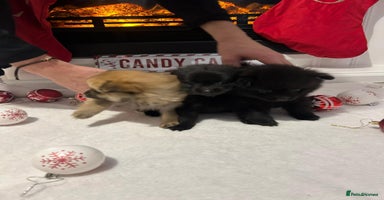 Pomeranian dogs POMERANIAN PUPPIES FOR SALE. BEAUTIFUL! - Advert 5