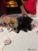 Pomeranian dogs POMERANIAN PUPPIES FOR SALE. BEAUTIFUL! - Advert 2