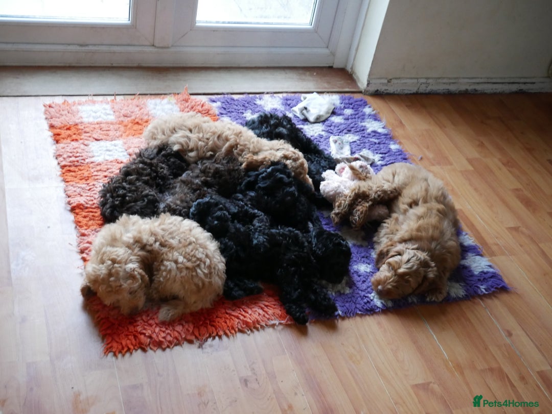 Sproodle dogs for sale: 10 fb2 Sproodles puppies  - Advert 6