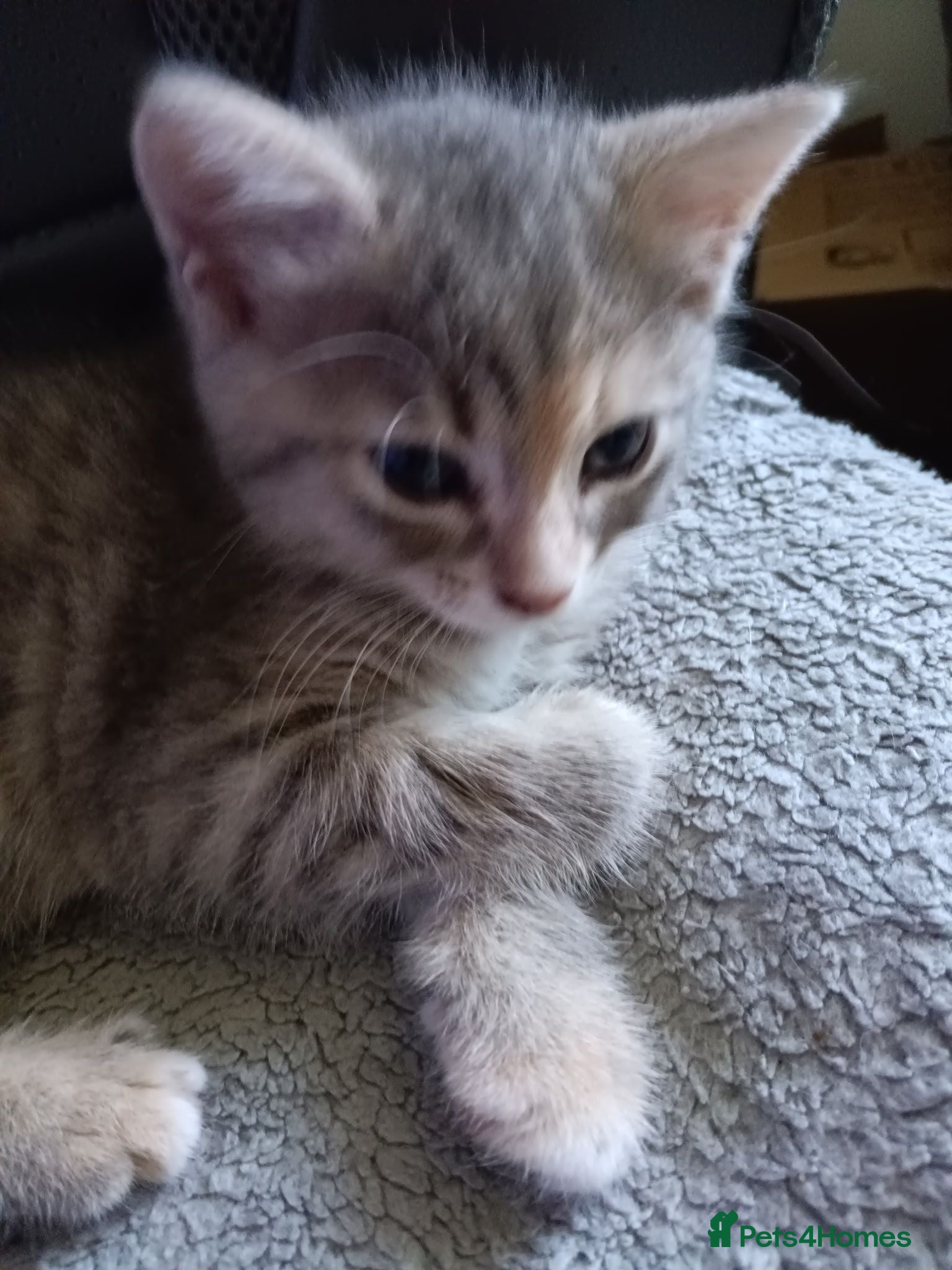Arabian Mau cats Gorgeous kittens  - Advert 1