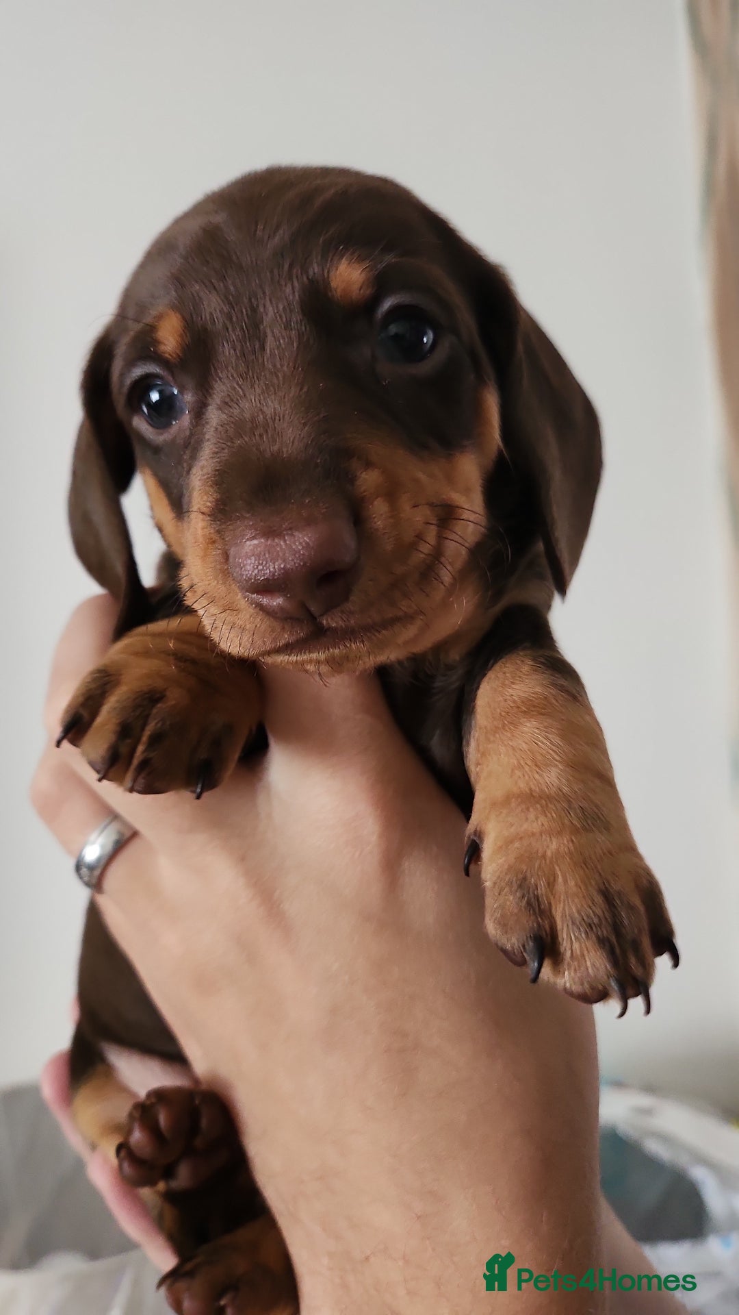 Miniature Dachshund dogs for sale: Mini choc and tan dachshund puppies in Congleton - Image 8