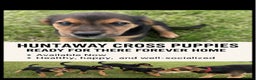 Huntaway dogs for sale: REDUCED Huntaway cross puppies - Advert 3