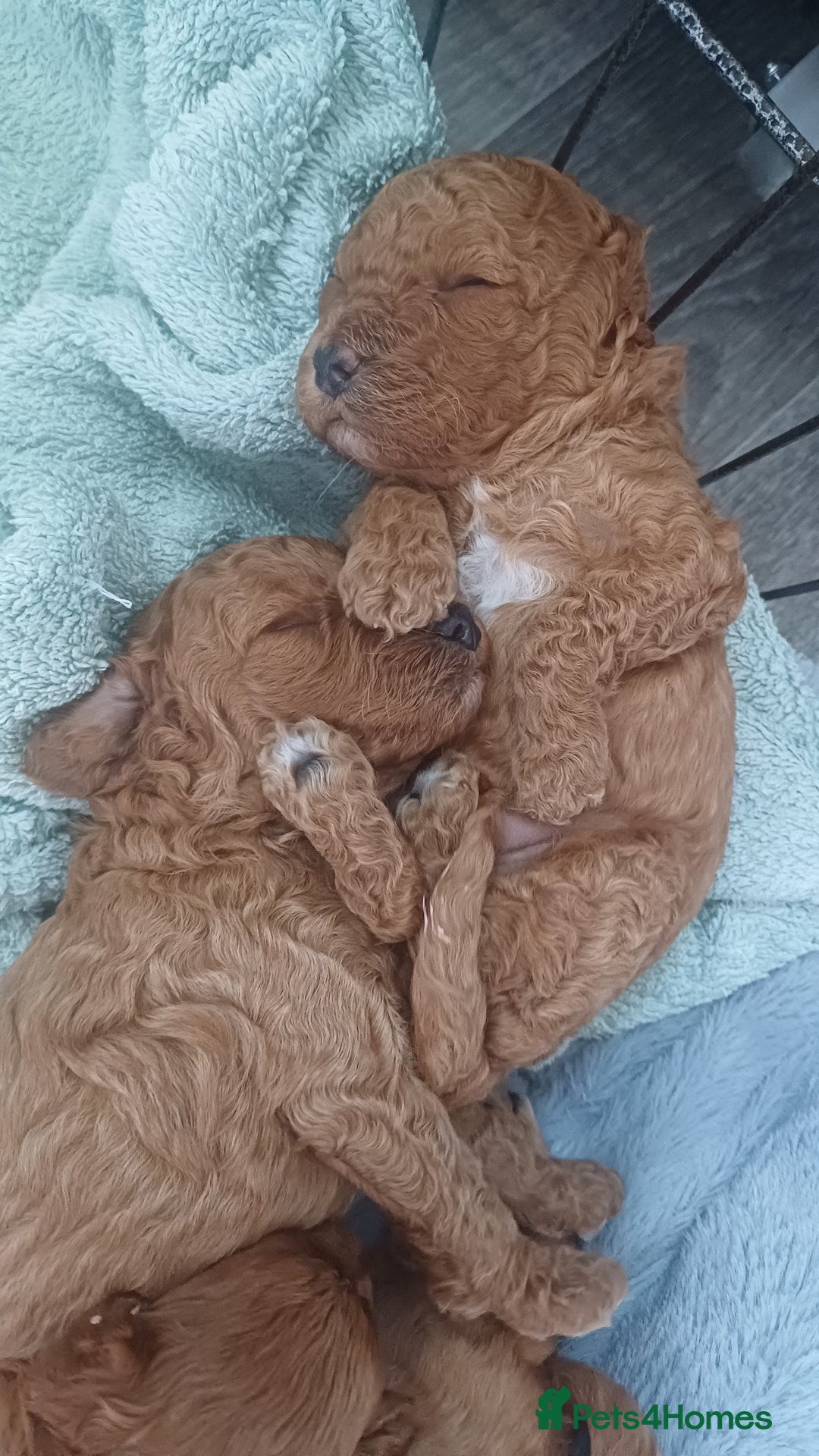Cockapoo dogs for sale: Beautiful cockapoo puppies  - Image 16