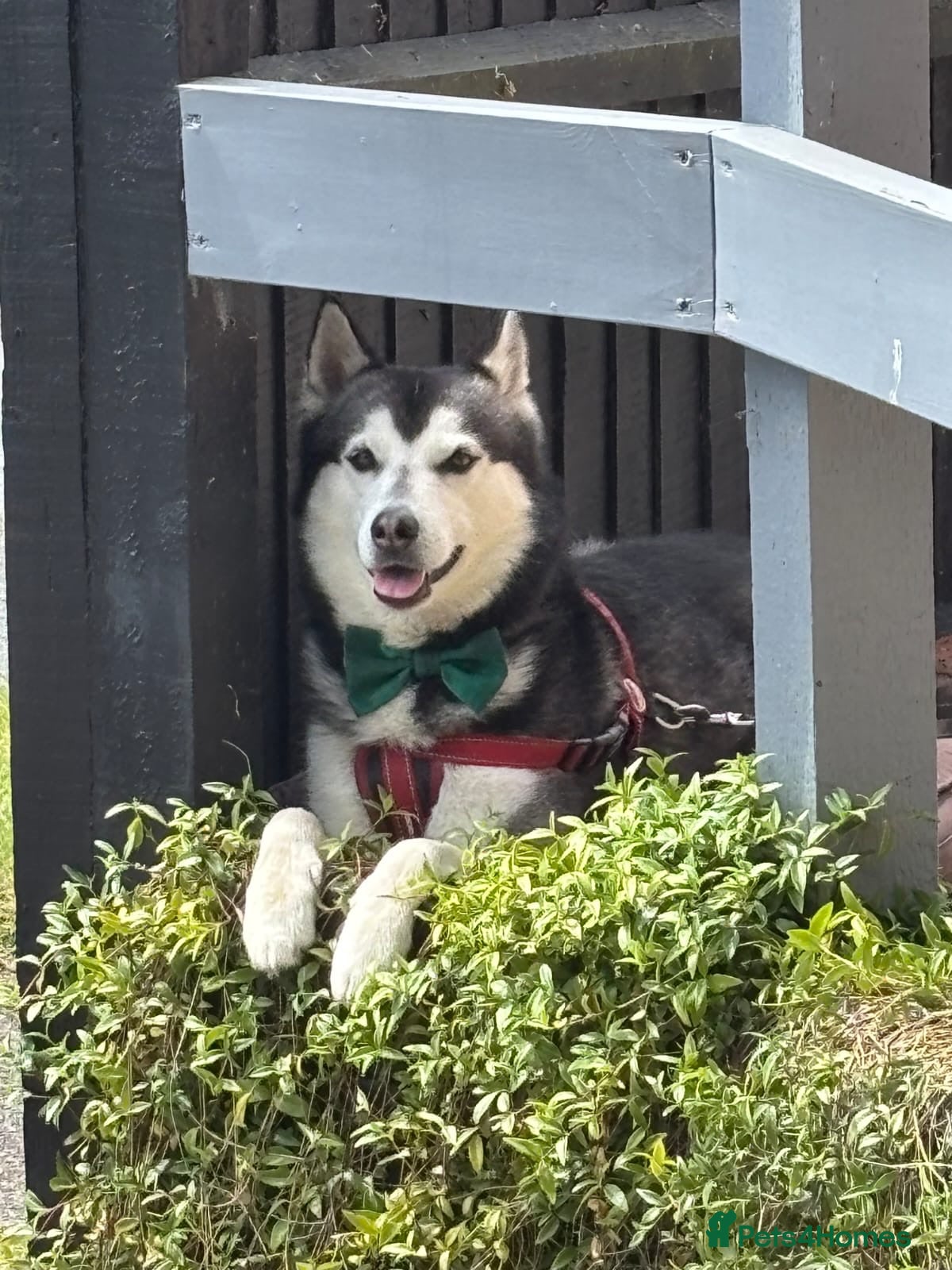 Siberian Husky dogs Black and white husky stud  - Advert 1