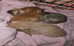 Mixed Breed cats for sale: 5 Bengal x Kittens–Glitter Coats,Beautiful Colours - Image 1