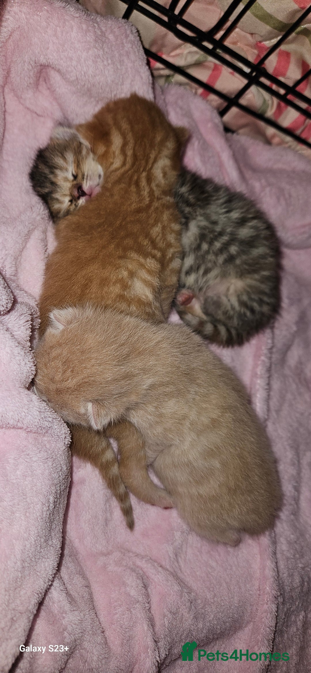 Mixed Breed cats for sale: 5 Bengal x Kittens–Glitter Coats,Beautiful Colours - Image 1
