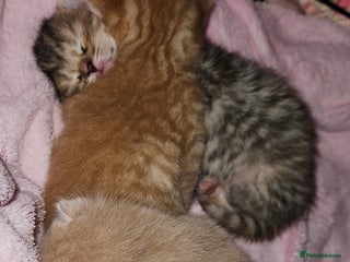 Mixed Breed cats - Advert 2