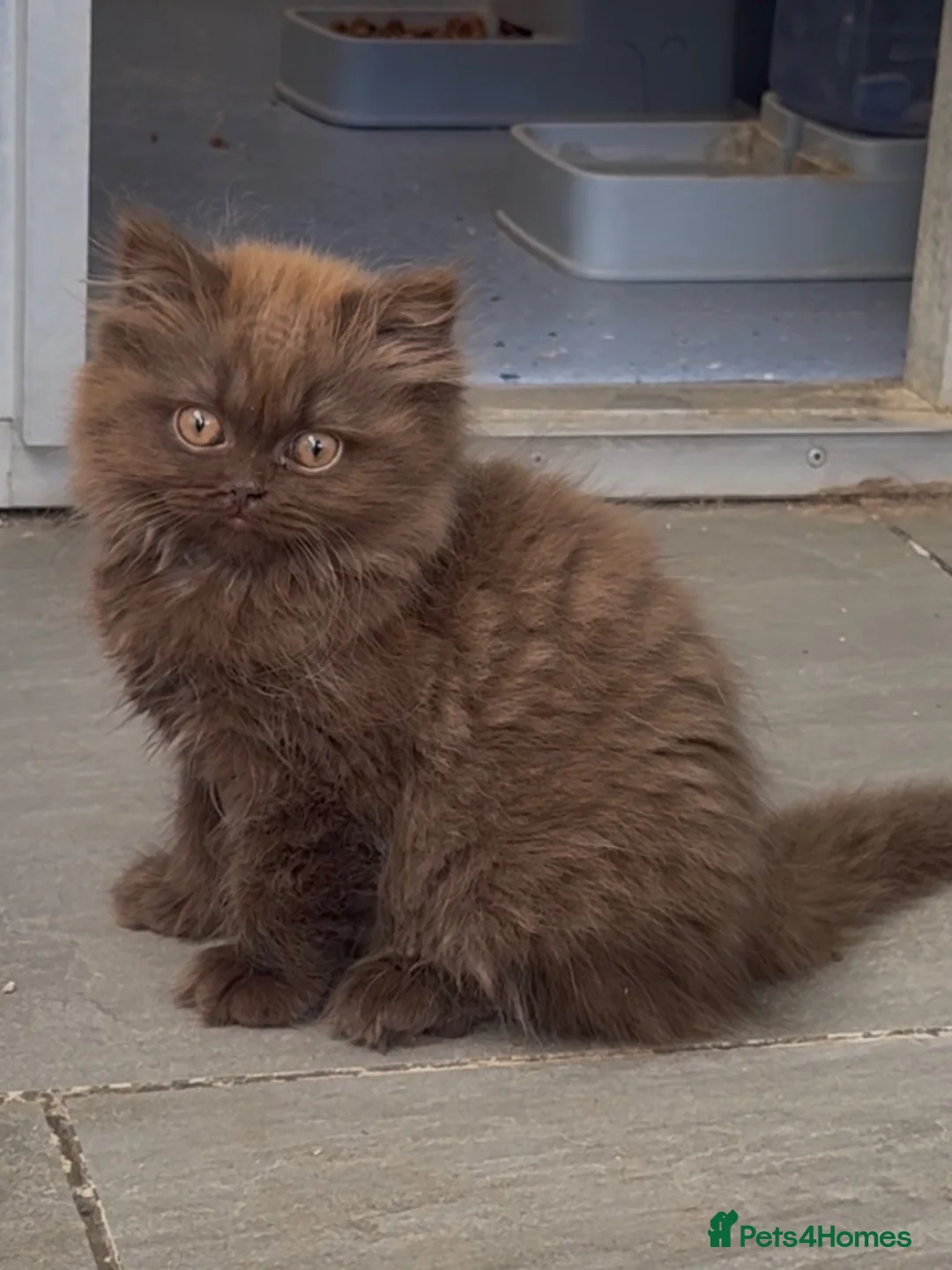 British Shorthair cats for sale: Beautiful chunky cinnamon boys looking new home - Advert 1