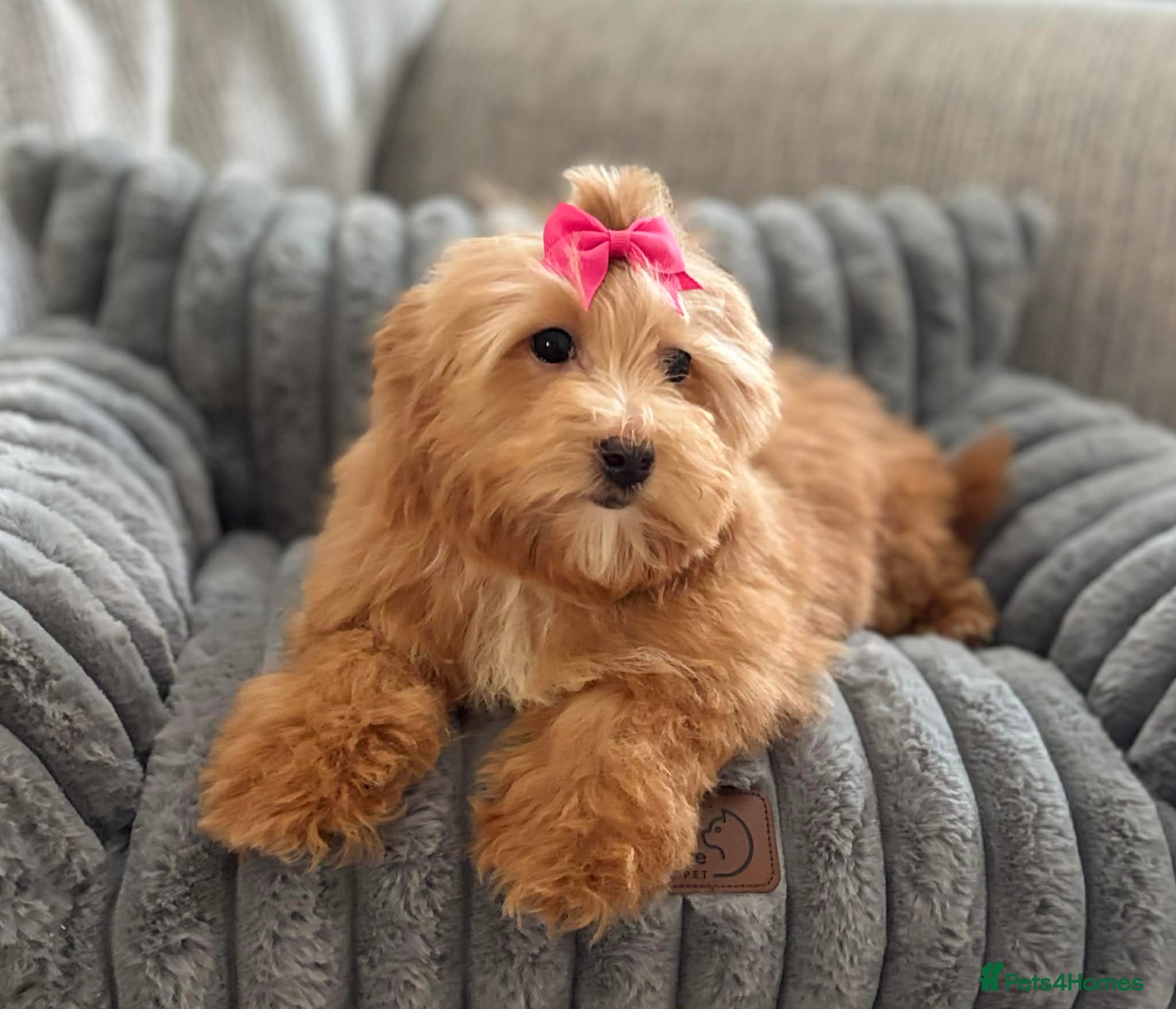 Maltipoo dogs Maltipoo red golden apricot small puppies ready - Advert 1