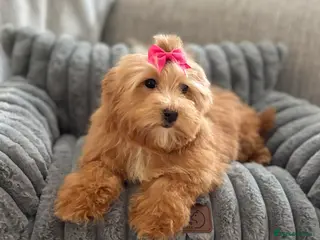 Maltipoo dogs Maltipoo red golden apricot small puppies ready - Advert 1