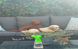 Miniature Poodle dogs for stud: Handsome Miniature Poodle Stud  - Image 10