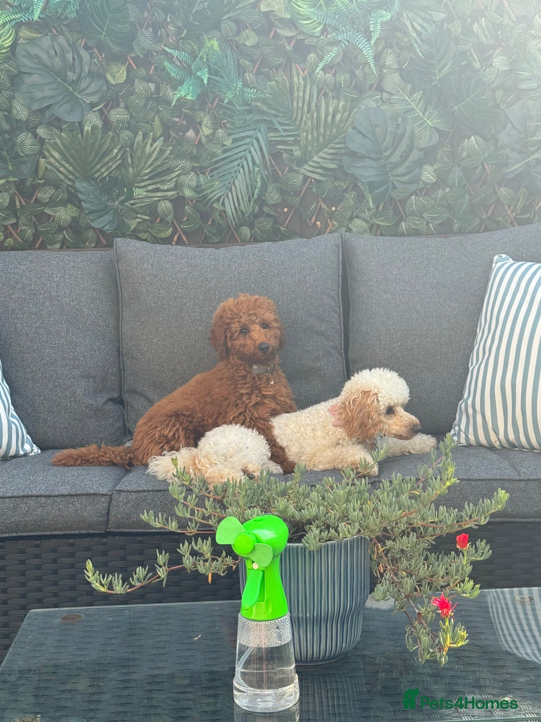Miniature Poodle dogs for stud: Handsome Miniature Poodle Stud  - Image 10