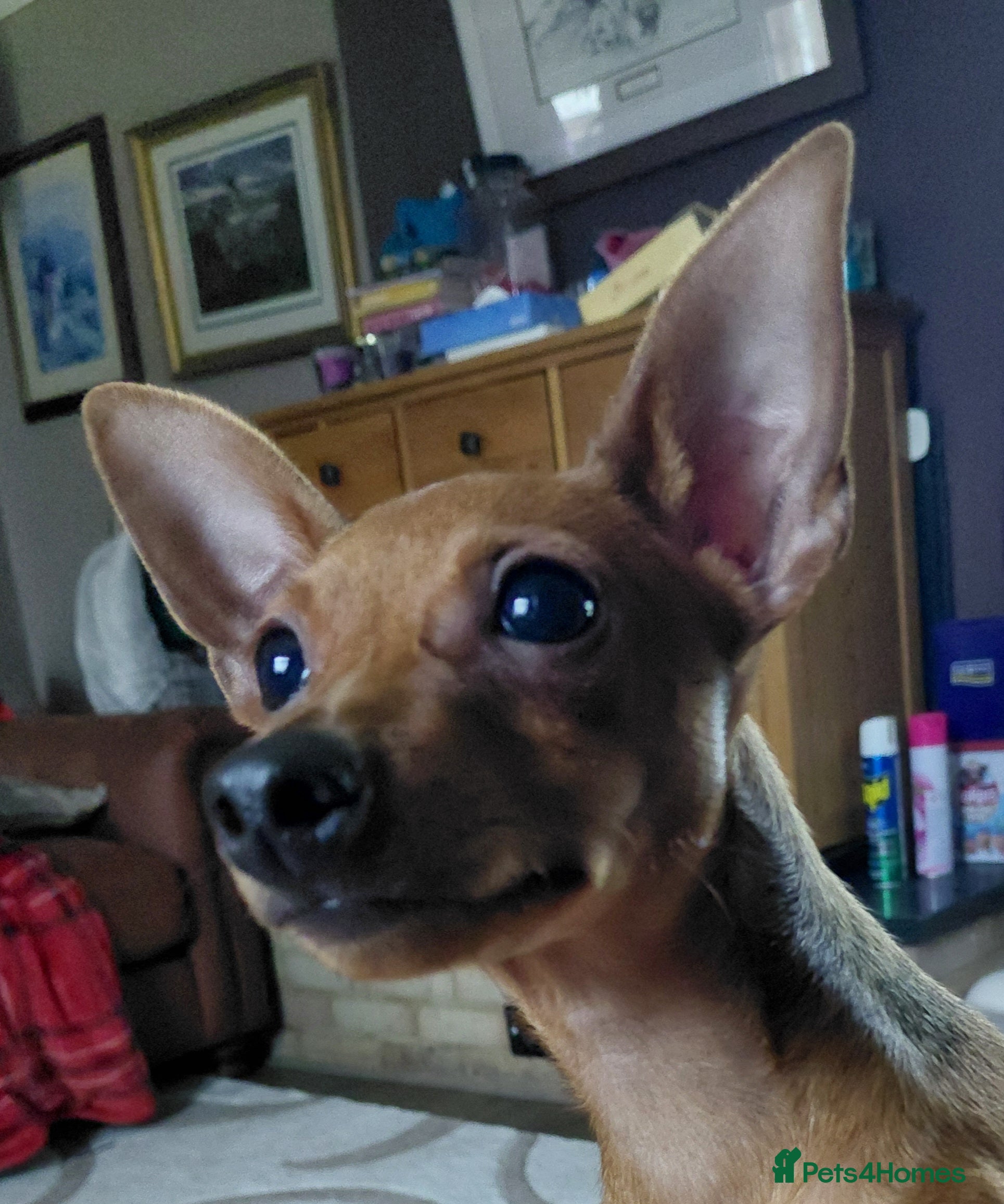 Miniature Pinscher dogs Miniature pinscher stag red boy  - Advert 4