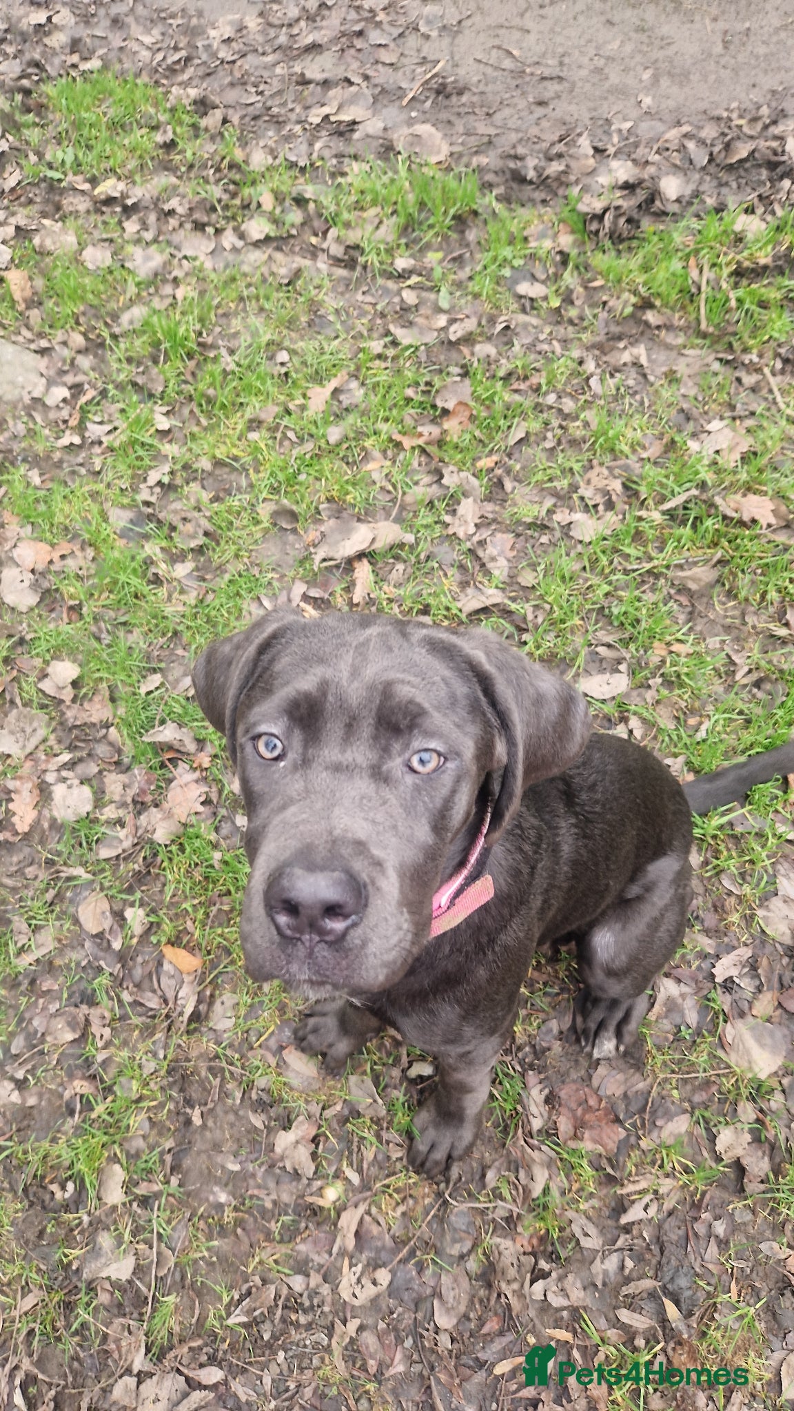 Cane Corso dogs for sale: Rehome Moose - Advert 3