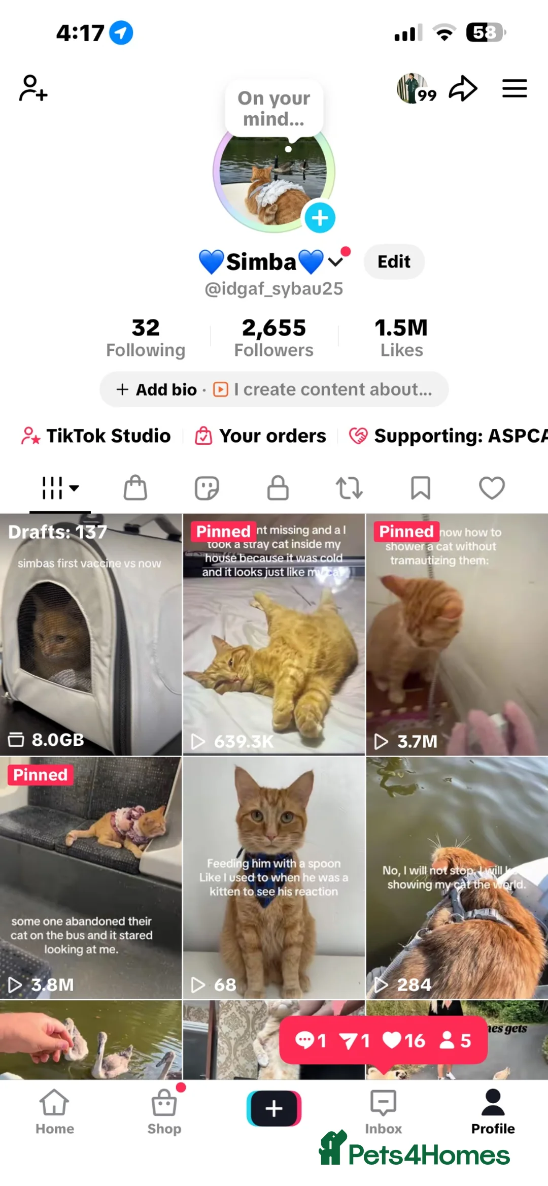 Domestic Shorthair cats for sale: Simba fully ginger cat  in Bury - Advert 10