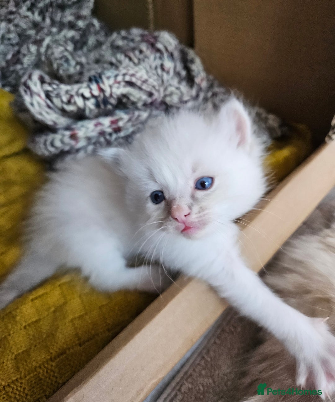Ragdoll cats for sale: Stunning pure ragdoll kittens - Advert 5