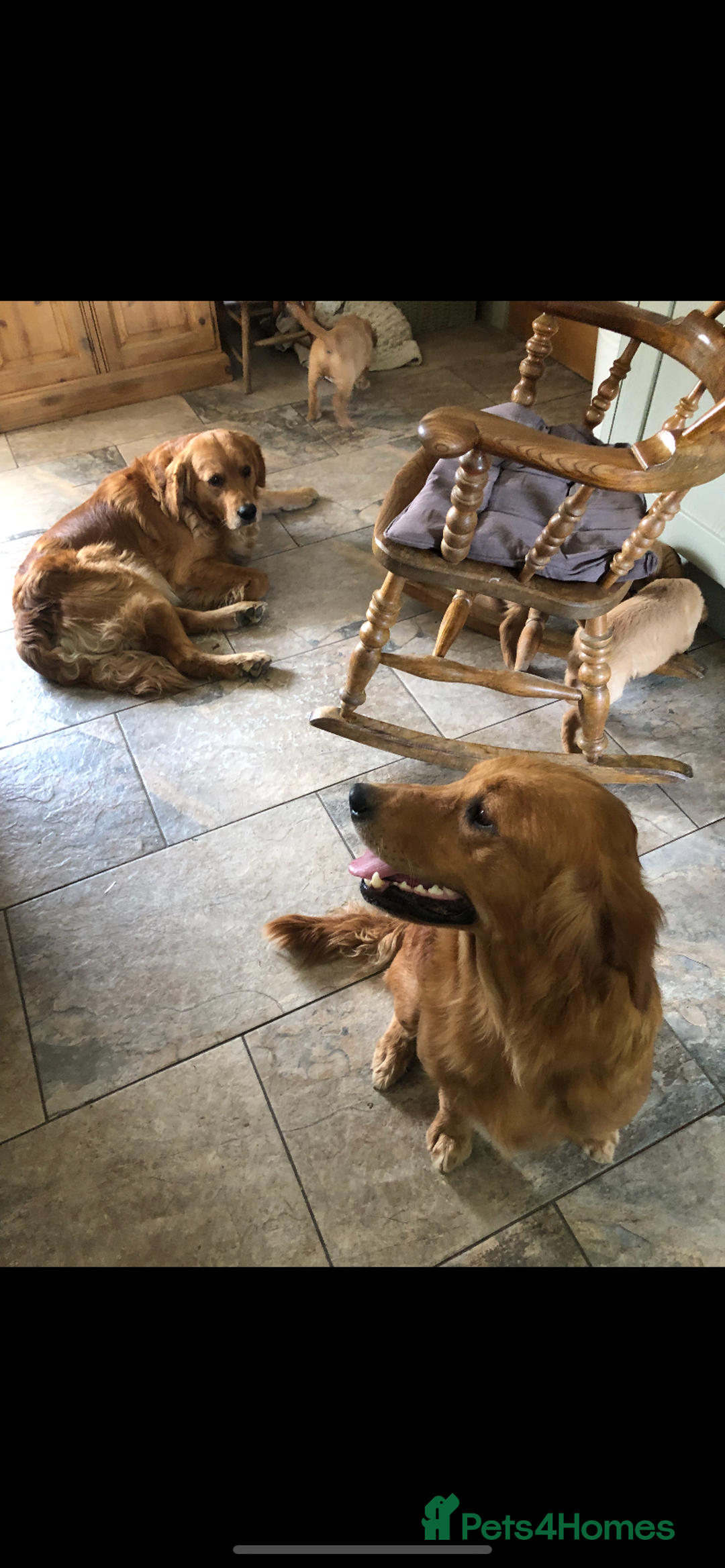 Golden Retriever dogs for sale: Beautiful Health Tested Puppies  - Image 6