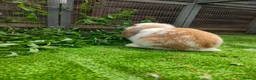 Mixed Breed rabbits for sale: Two beautiful rabbits  - Advert 3
