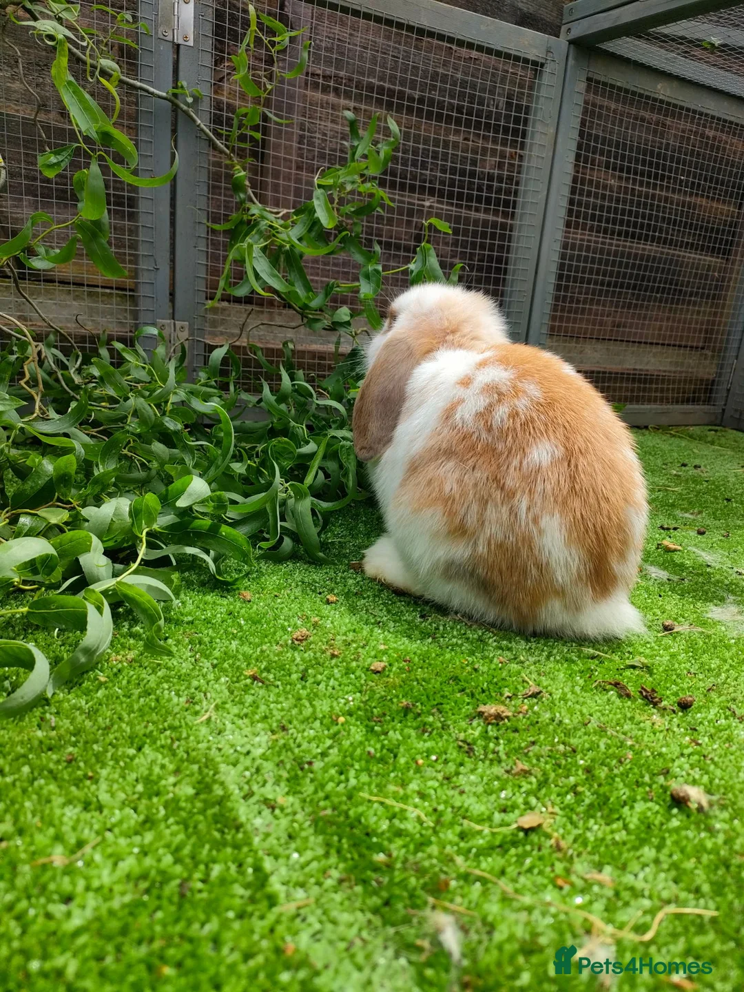 Mixed Breed rabbits for sale: Two beautiful rabbits  - Advert 3