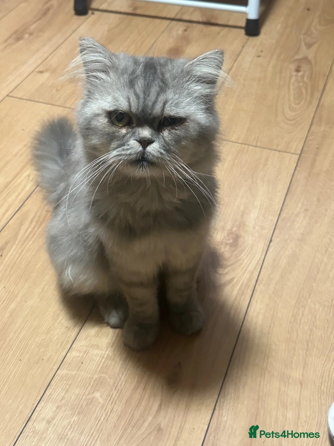 Mixed Breed cats for sale: Persian Male Cat – Free to a Loving Home - Advert 3