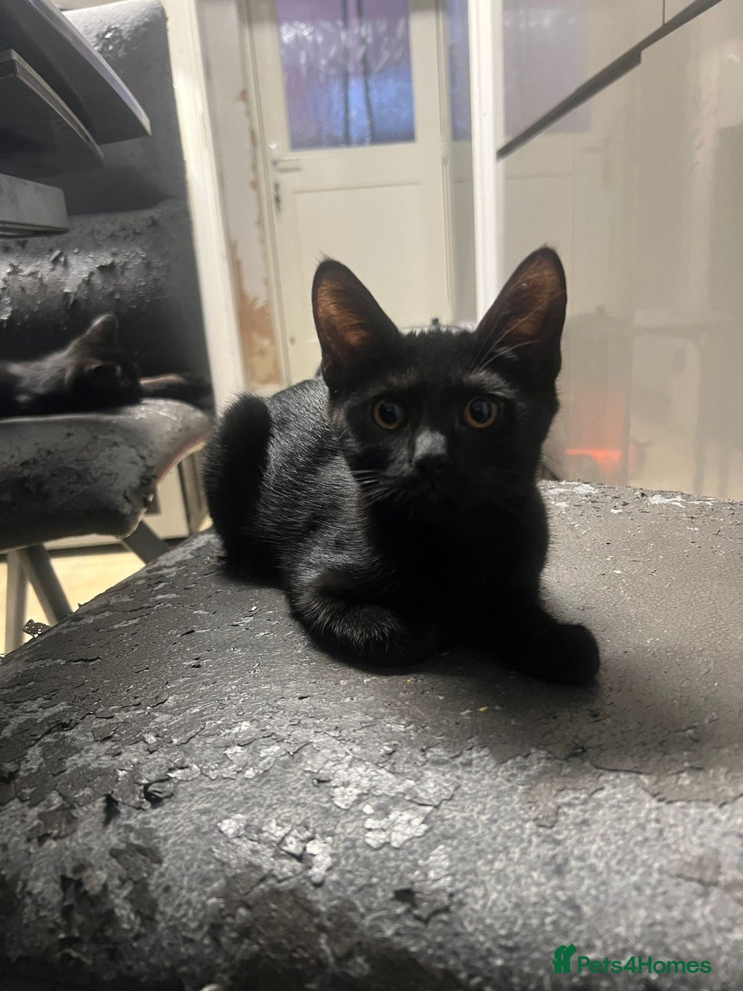 British Shorthair cats for sale: 🐾 British Shorthair mix kittens for sale 🐾  - Image 10
