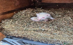 Ferret rodents for sale: Ferret  - Image 6