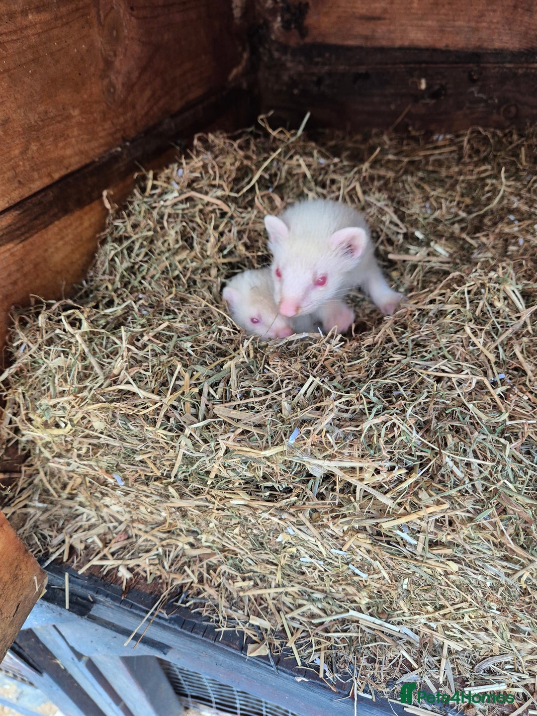 Ferret rodents for sale: Ferret  - Image 6