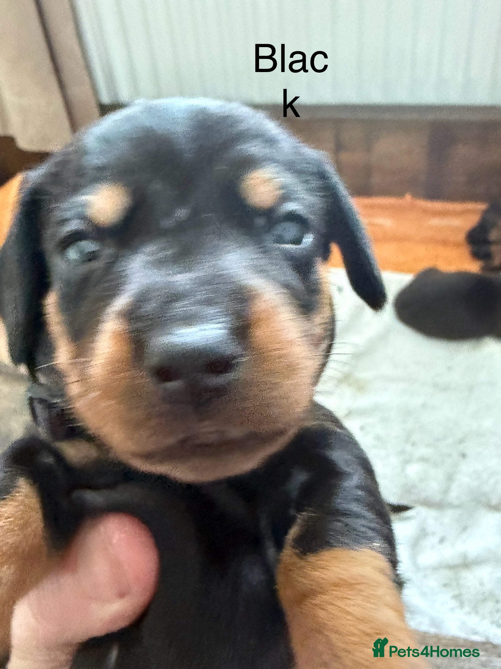 Miniature Dachshund dogs Wirehair miniature dachshunds and smooth - Advert 15