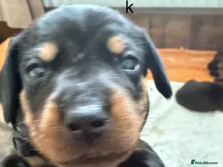 Miniature Dachshund dogs Wirehair miniature dachshunds and smooth - Advert 15