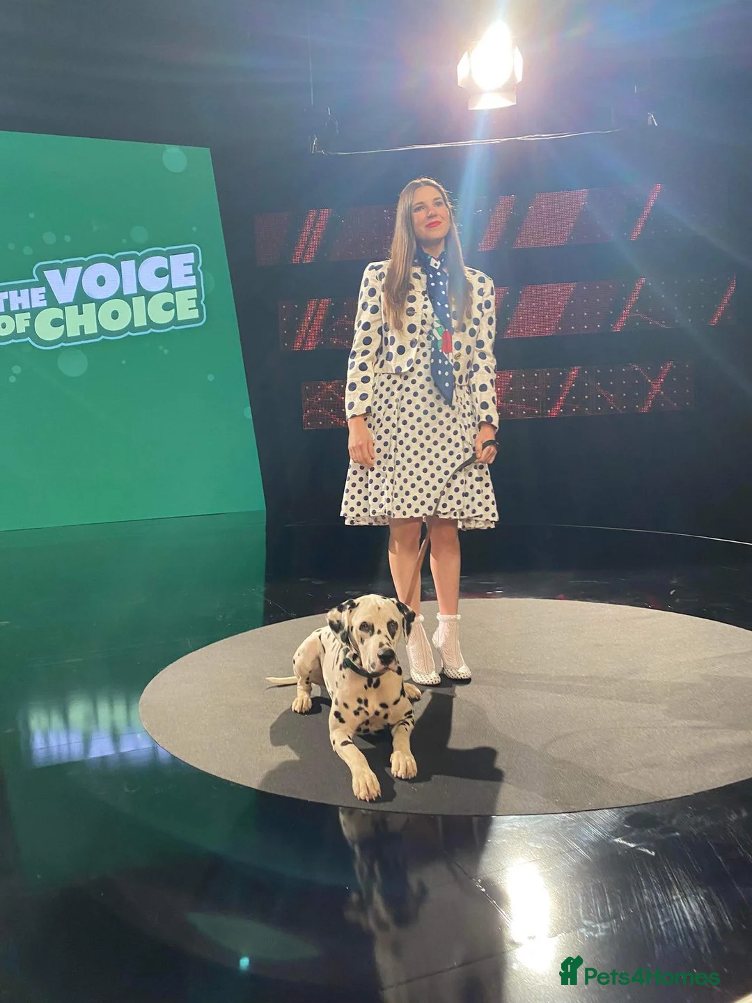 Dalmatian dogs for stud: Health tested, tv and advert star Dalmatian   in Aberdare - Advert 25