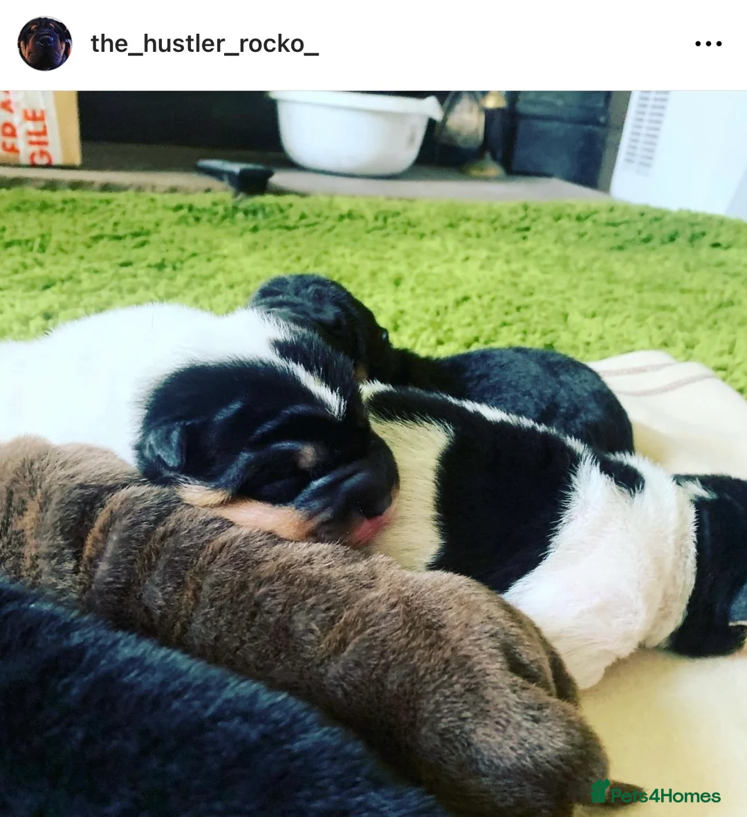 Shar Pei dogs for stud: THE HUSTLER BLACK AND TAN KC  in Scunthorpe - Advert 11