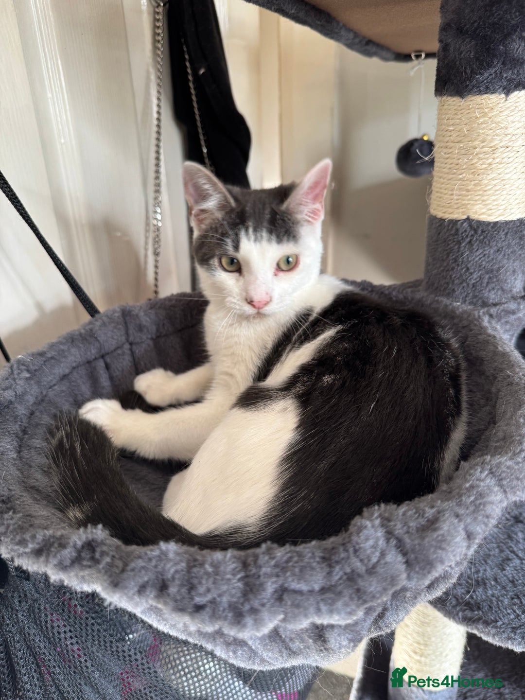 Mixed Breed cats for sale: 2 Grey and White, and 2 Fluffy Grey Kittens - Image 2