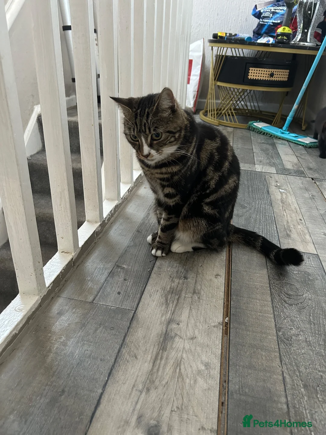 Mixed Breed cats for sale: Kitty 🐱  - Advert 2