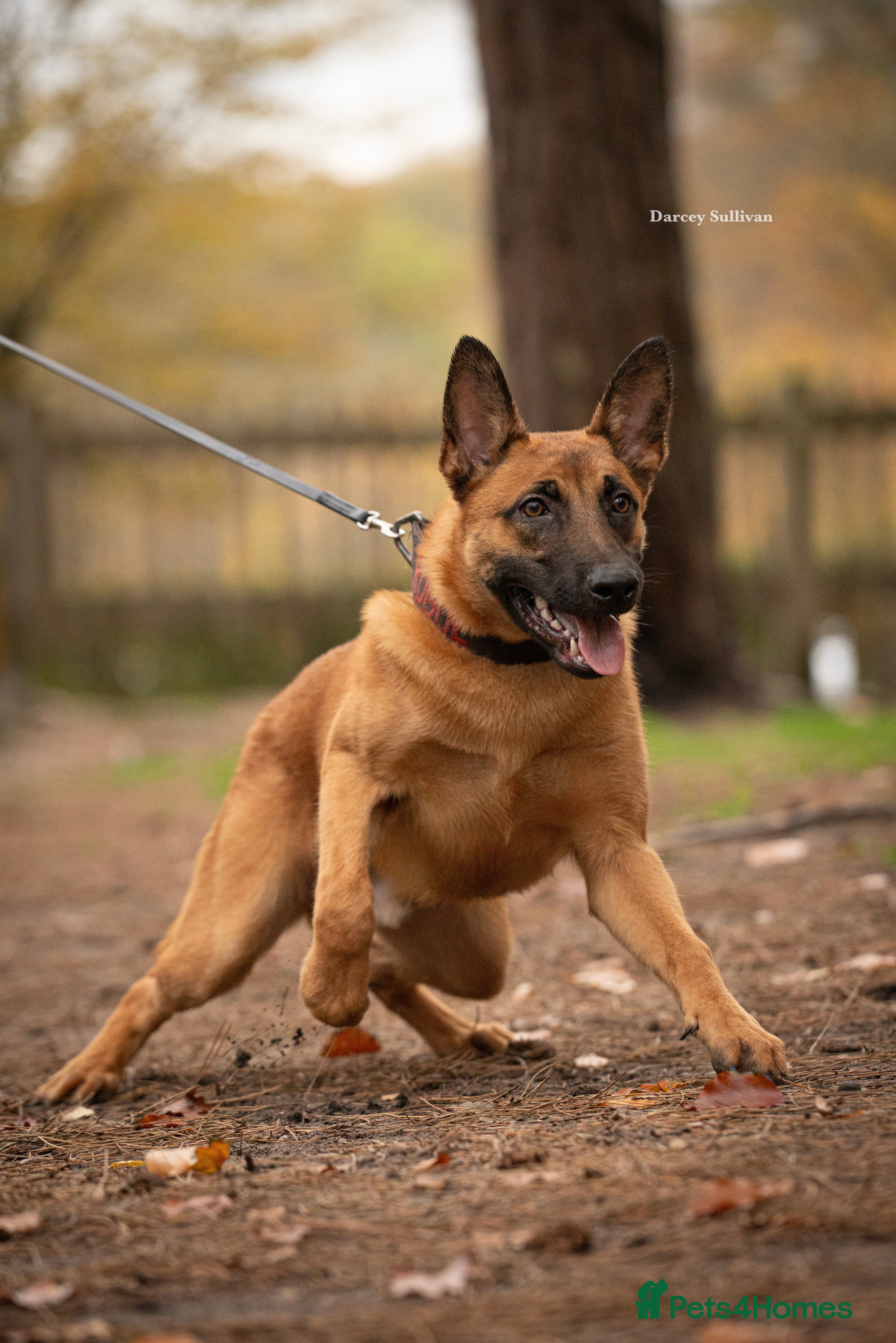 Belgian Shepherd Dog dogs Belgian Malinois Male  - Advert 3