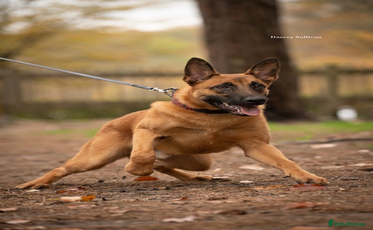 Belgian Shepherd Dog dogs Belgian Malinois Male  - Advert 1