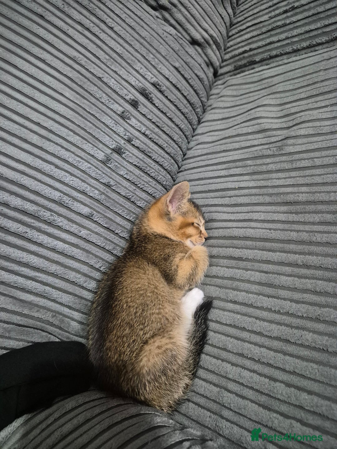 Abyssinian cats for sale: Abyssinian X Bengal Kittens - Image 1