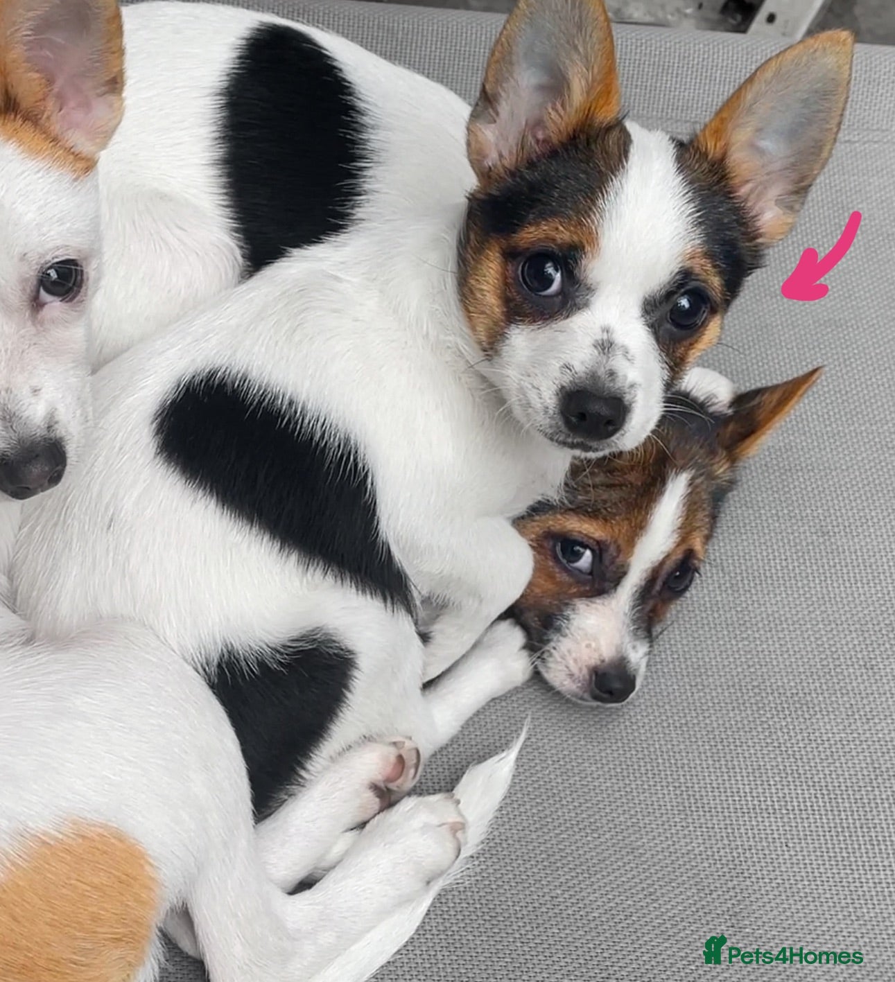 Mixed Breed dogs Small Mixed Breed Puppy, LAST GIRL AVAILABLE  - Advert 1