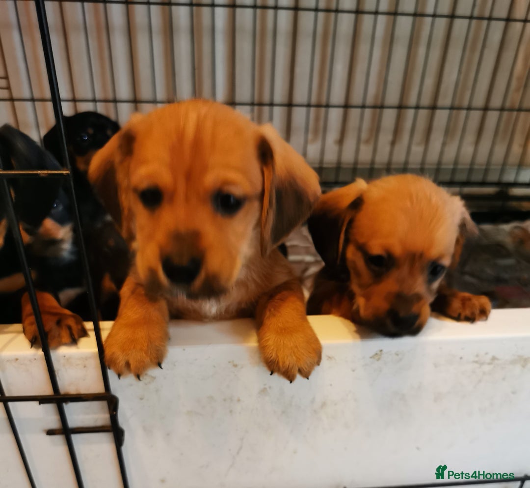 Mixed Breed dogs for sale: Adorable playful Cavachon x Dachshound pups - Advert 7