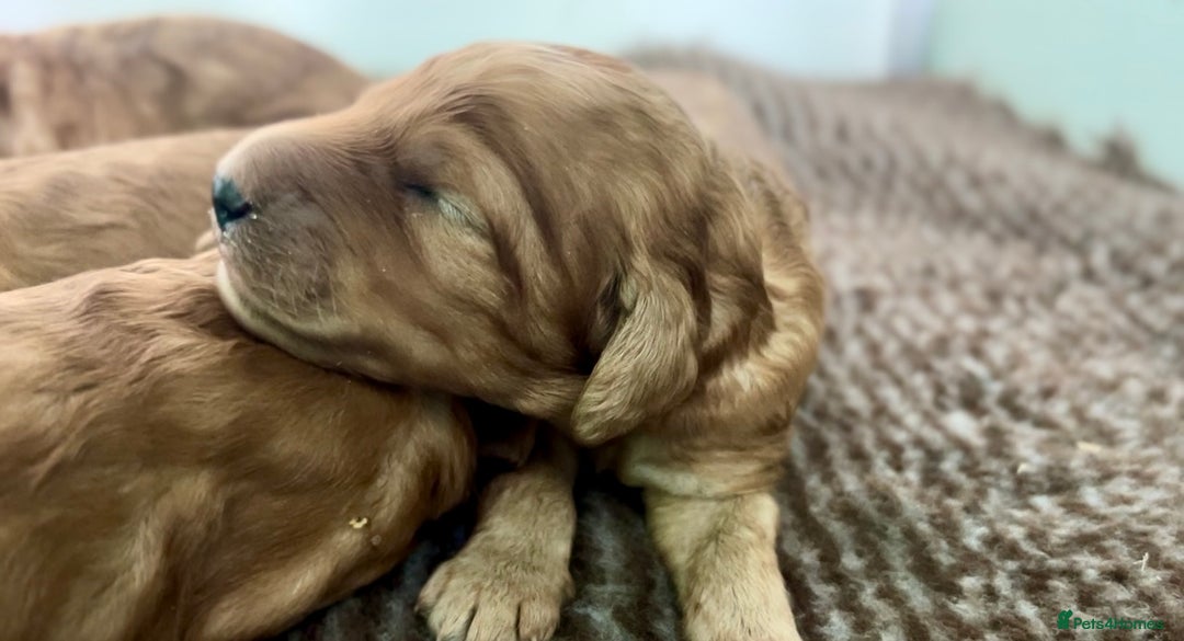 Irish Doodle dogs for sale: F1 Standard Irish-doodles Parents DNA Clear & Hips - Image 3