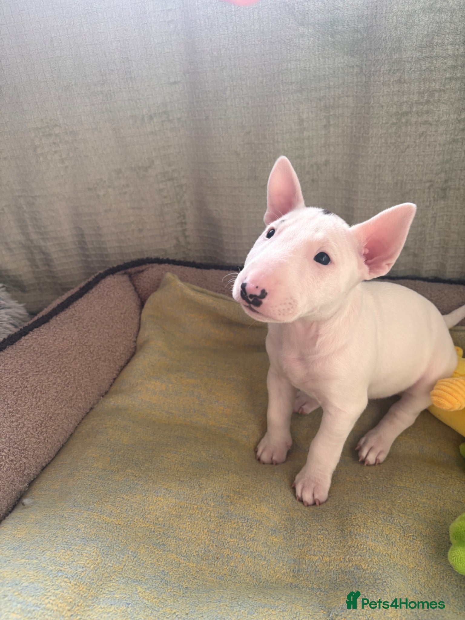 Miniature Bull terrier dogs for sale: 1 Male Miniature English bull terrier available  - Advert 6