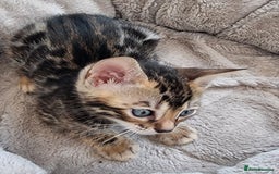 Bengal cats for sale: TICA Registered Bengal Kittens–Ready Nov 2025 🐾 - Image 38