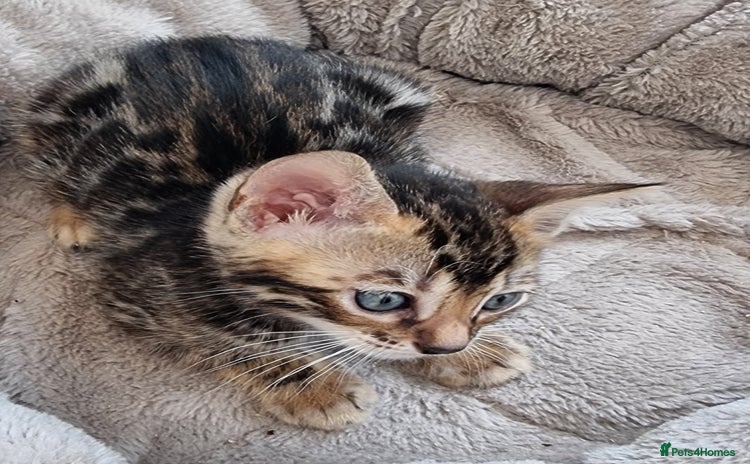 Bengal cats - Advert 2