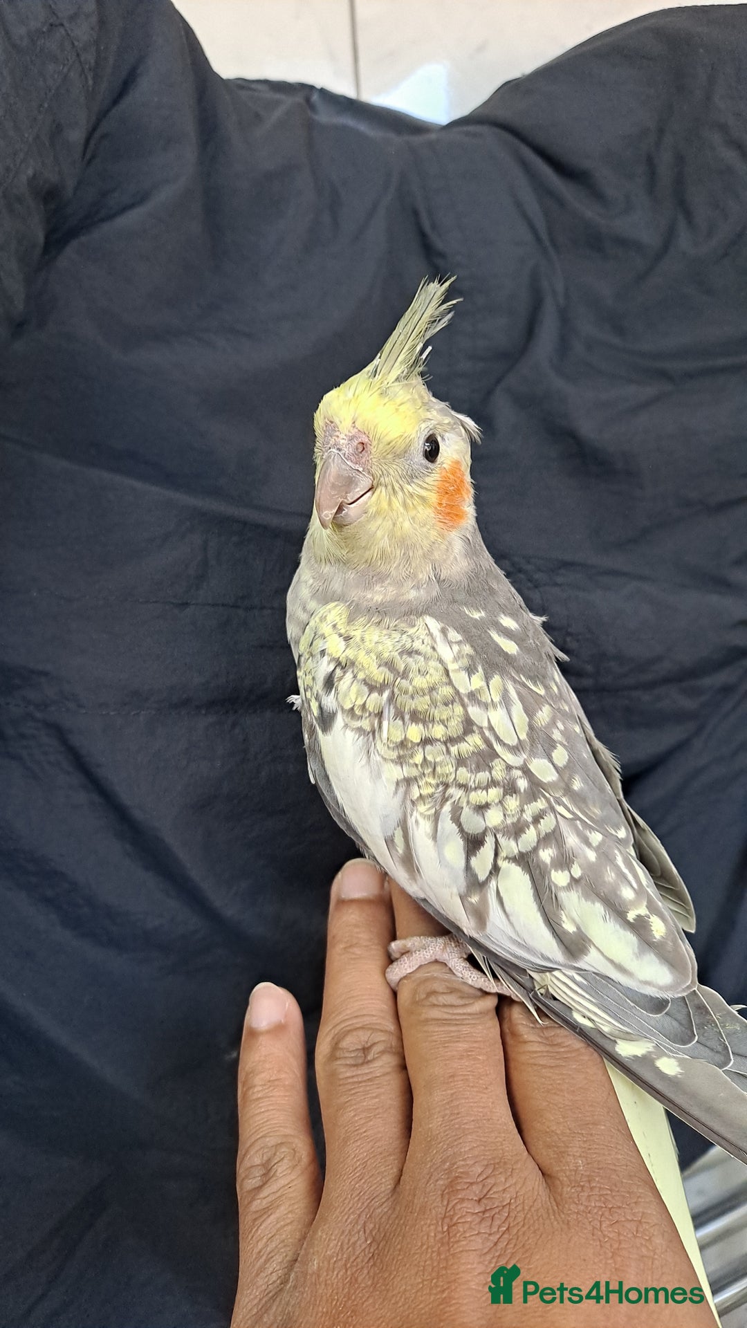 Cockatiels birds for sale: Hand tamed baby cockatiels for sale  - Advert 6