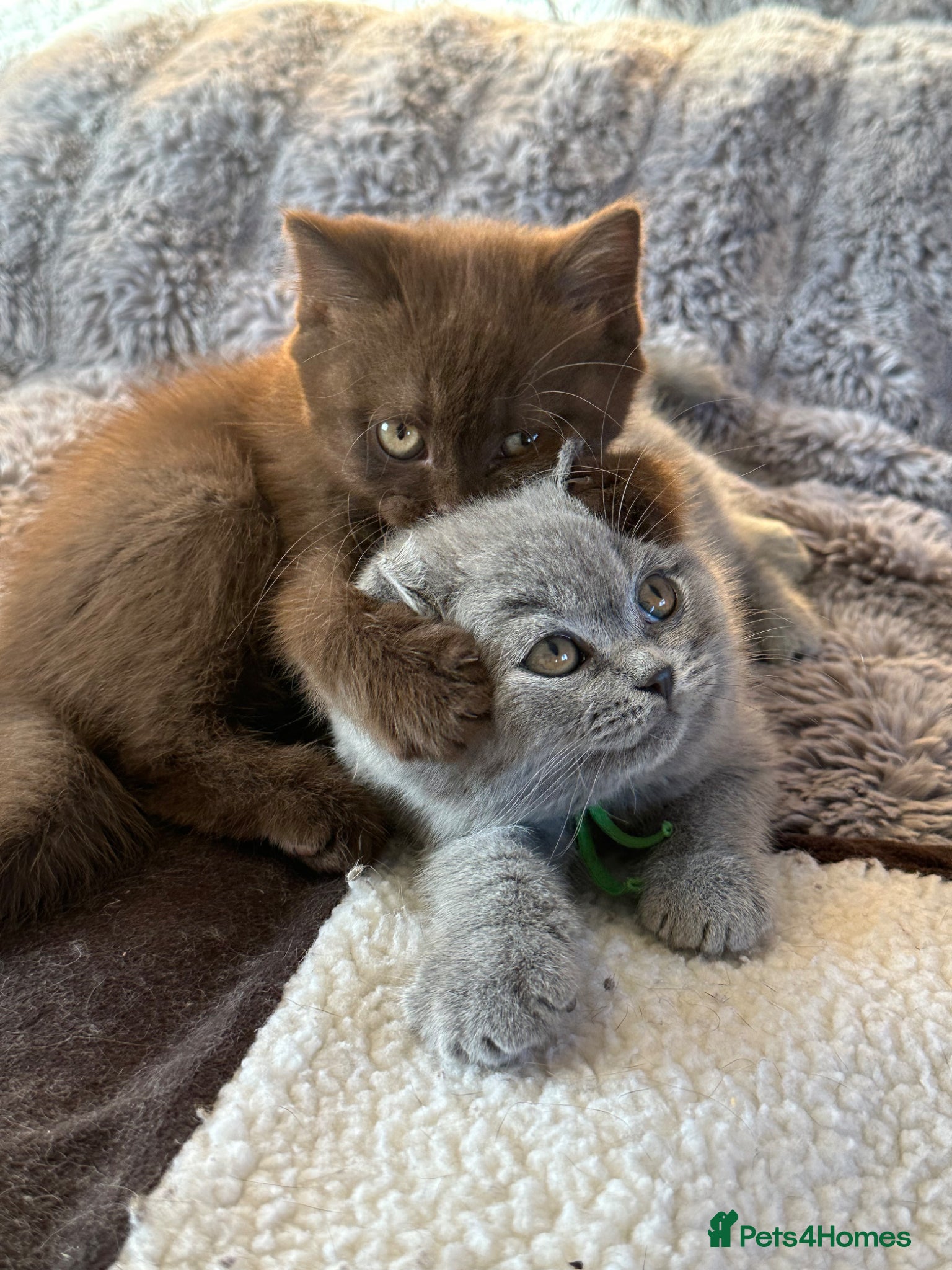 British Shorthair cats Gccf registered kittens  - Advert 1
