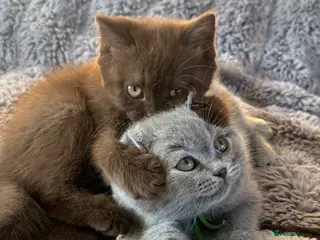 British Shorthair cats for sale: Gccf registered kittens - Advert 1